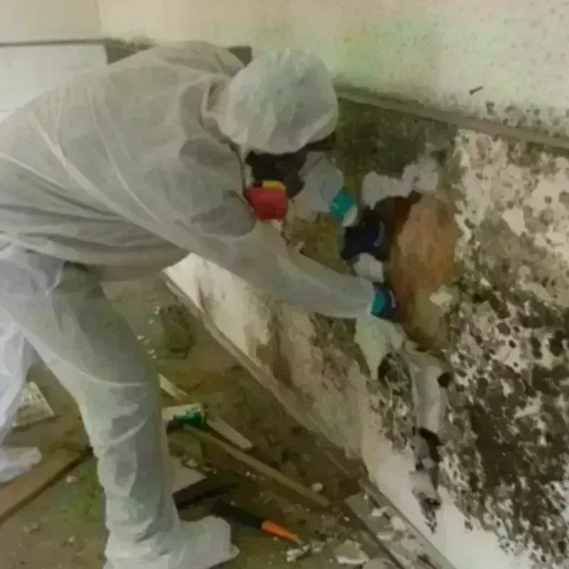 Mold Remediation and Removal in Stoneham, MA